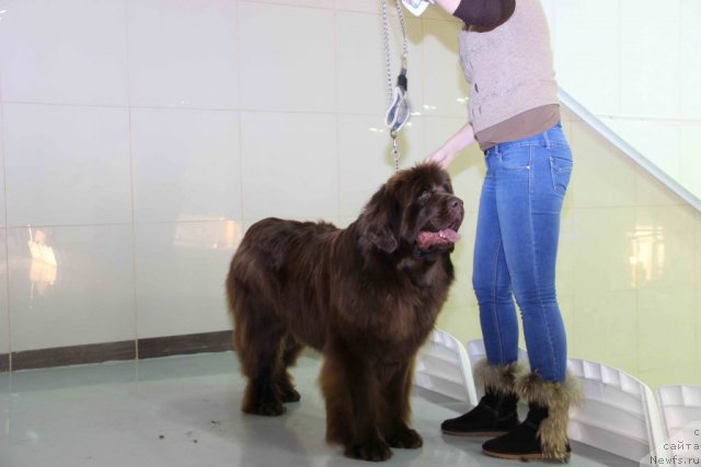 Фото: ньюфаундленд Barhatka Roskoshnaya (Бархатка Роскошная), дочь Алена