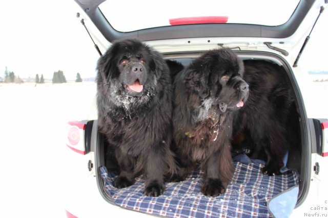 Фото: ньюфаундленд N'yufort Lunnyiy Barhat (Ньюфорт Лунный Бархат), ньюфаундленд Baloven' Sud'byi (Баловень Судьбы)