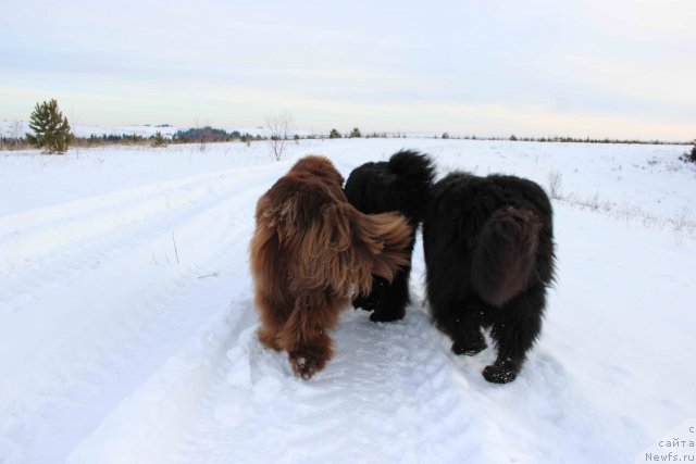 Фото: ньюфаундленд Baloven' Sud'byi (Баловень Судьбы), ньюфаундленд N'yufort Lunnyiy Barhat (Ньюфорт Лунный Бархат), ньюфаундленд Barhatka Roskoshnaya (Бархатка Роскошная)
