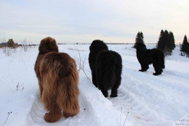 Фото: ньюфаундленд Baloven' Sud'byi (Баловень Судьбы), ньюфаундленд N'yufort Lunnyiy Barhat (Ньюфорт Лунный Бархат), ньюфаундленд Barhatka Roskoshnaya (Бархатка Роскошная)