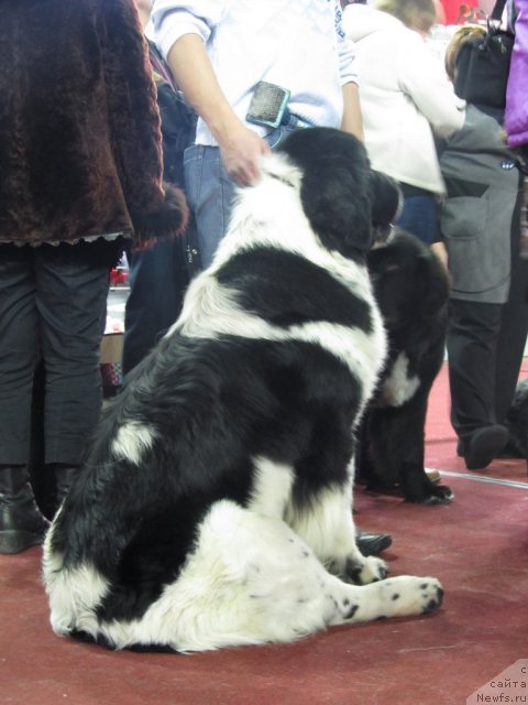 Фото: ньюфаундленд Blyek Diamond Agidel' ot Potapa Teodorro (Блэк Диамонд Агидель от Потапа Теодорро)