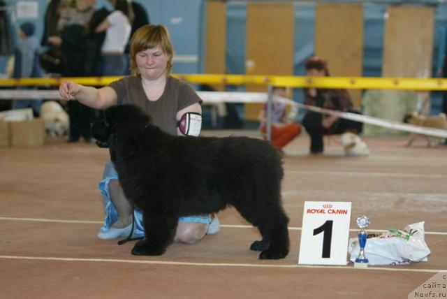 Фото: ньюфаундленд Akvatoriya Kelvin Zigmund (Акватория Келвин Зигмунд)