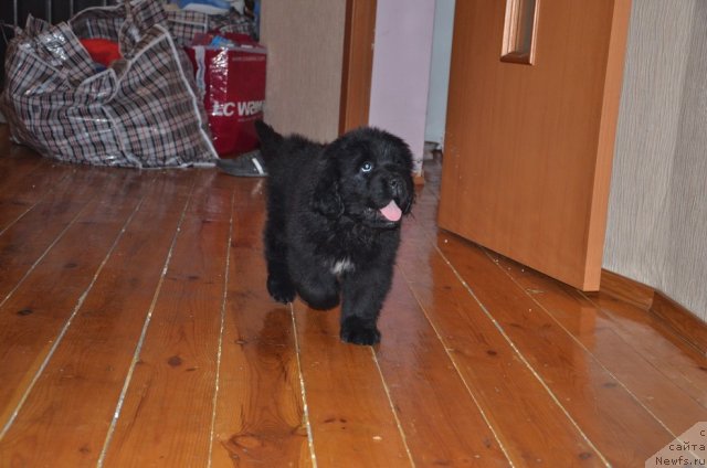 Фото: ньюфаундленд Super Premium Mal'ta (Супер Премиум Мальта)