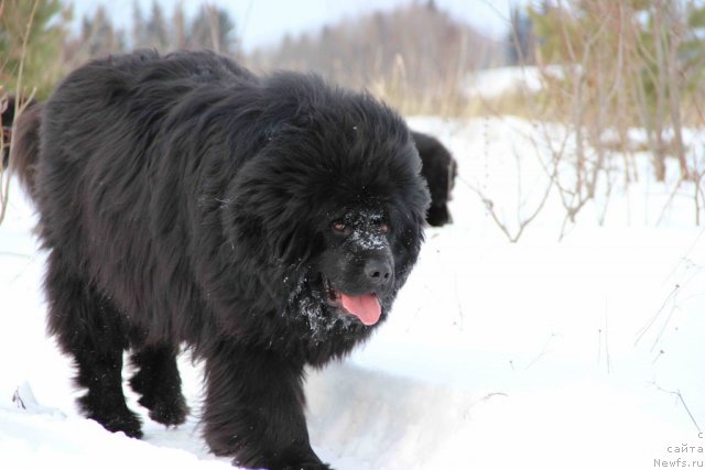 Фото: ньюфаундленд N'yufort Lunnyiy Barhat (Ньюфорт Лунный Бархат)