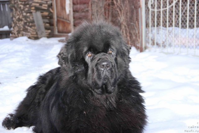 Фото: ньюфаундленд Baloven' Sud'byi (Баловень Судьбы)