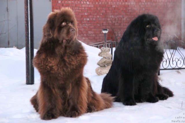 Фото: ньюфаундленд N'yufort Lunnyiy Barhat (Ньюфорт Лунный Бархат), ньюфаундленд Barhatka Roskoshnaya (Бархатка Роскошная)
