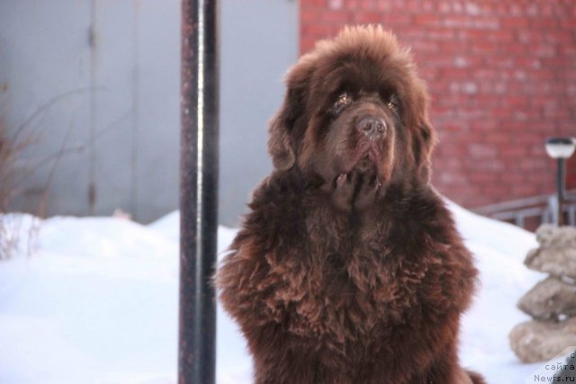 Фото: ньюфаундленд Barhatka Roskoshnaya (Бархатка Роскошная)