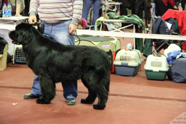 Фото: ньюфаундленд Ih Vyisochestvo Vladlena Madjiks (Их Высочество Владлена Маджикс)