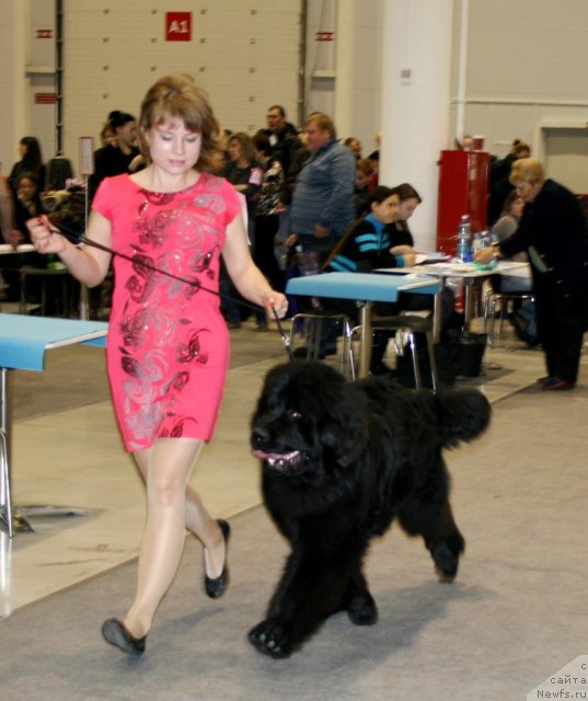 Фото: ньюфаундленд Super Premium Lillihamer (Супер Премиум Лиллихаммер)