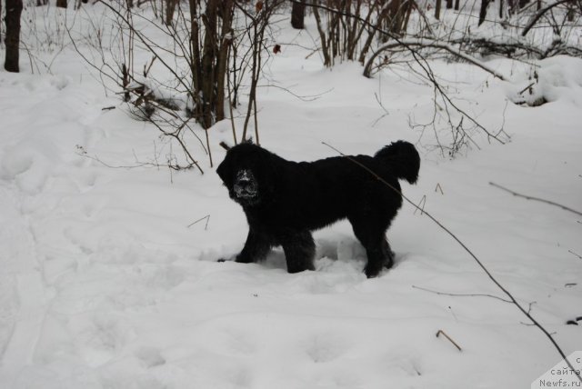 Фото: ньюфаундленд Super Premium Lav Mi Tender (Супер Премиум Лав Ми Тендер)