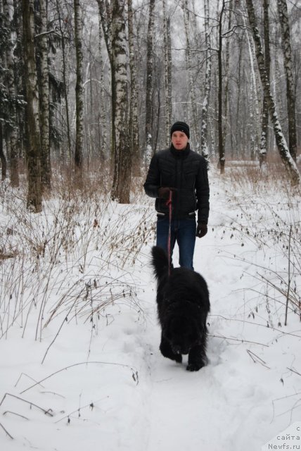 Фото: ньюфаундленд Antey Grand Pobeditel' (Антей Гранд Победитель)