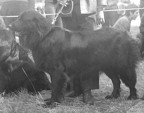 Фото: ньюфаундленд Gardiar Iringa (Гардиар Иринга)