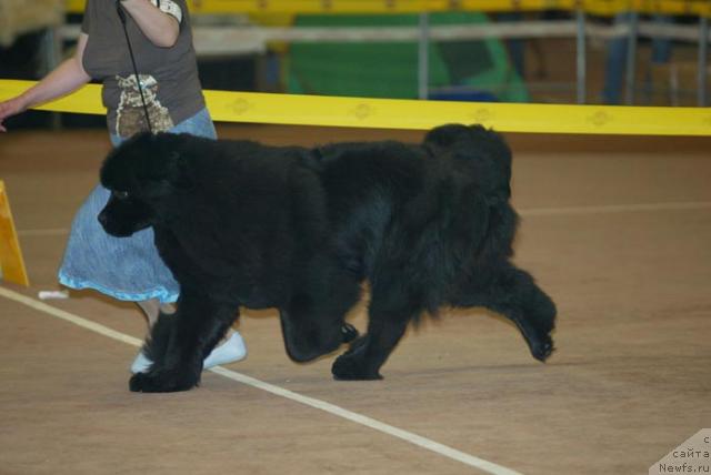 Фото: ньюфаундленд Dendi Denger iz Medvejyego Yara (Денди Денжер из Медвежьего Яра)