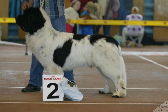 Фото: ньюфаундленд Super Bizon Baton (Супер Бизон Батон)