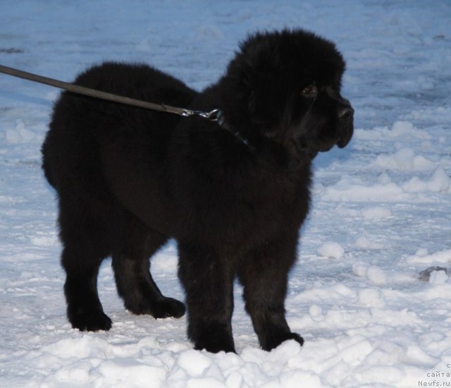 Фото: ньюфаундленд Absolute Prize Dinastiya Soverchenstva (Абсолют Прайз Династия Совершенства)