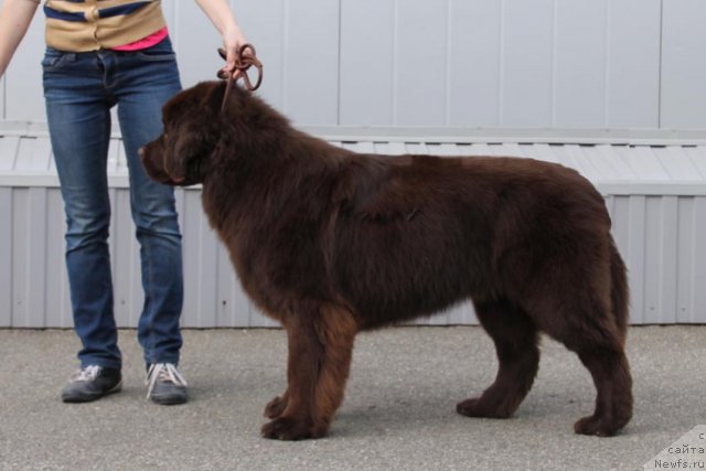 Фото: ньюфаундленд Hohotushka s Berega Dona (Хохотушка с Берега Дона)