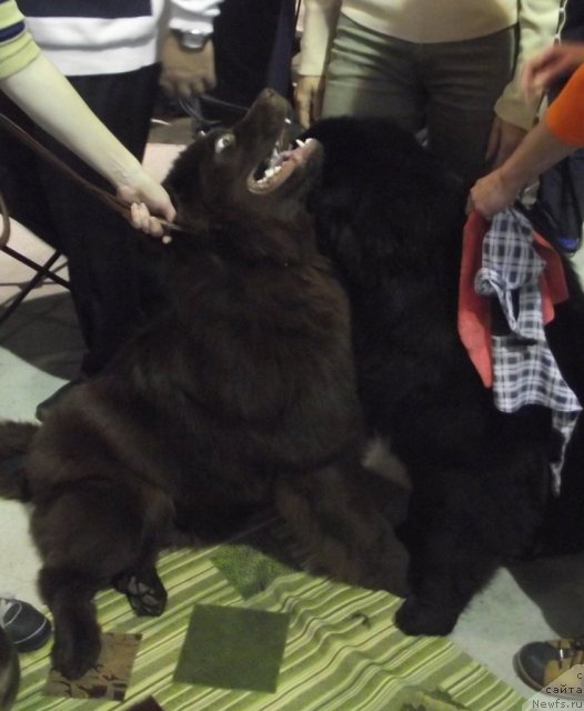 Фото: ньюфаундленд Charuyuschiy Chezario (Чарующий Чезарио), ньюфаундленд Hohotushka s Berega Dona (Хохотушка с Берега Дона)