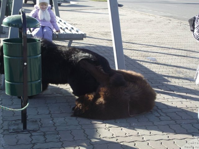 Фото: ньюфаундленд Charuyuschiy Chezario (Чарующий Чезарио), ньюфаундленд Hohotushka s Berega Dona (Хохотушка с Берега Дона)