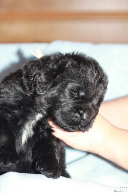 Фото: ньюфаундленд Pouch Cove's Russian Hit From Seabrook