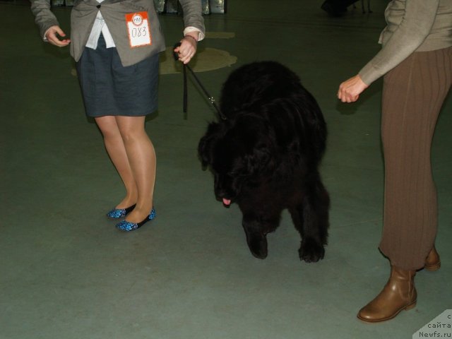 Фото: ньюфаундленд Pontus Pit (Понтус Пит)