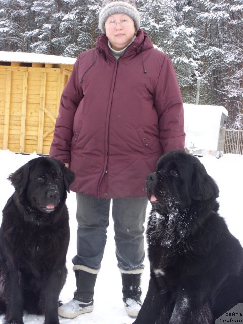 Фото: ньюфаундленд Bonni Flayt (Бонни Флайт), ньюфаундленд Restayling From SHipmyen (Рестайлинг Фром Шипмэн), Elena SHigal' (Елена Шигаль)