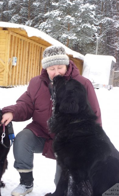 Фото: ньюфаундленд Restayling From SHipmyen (Рестайлинг Фром Шипмэн), Elena SHigal' (Елена Шигаль)