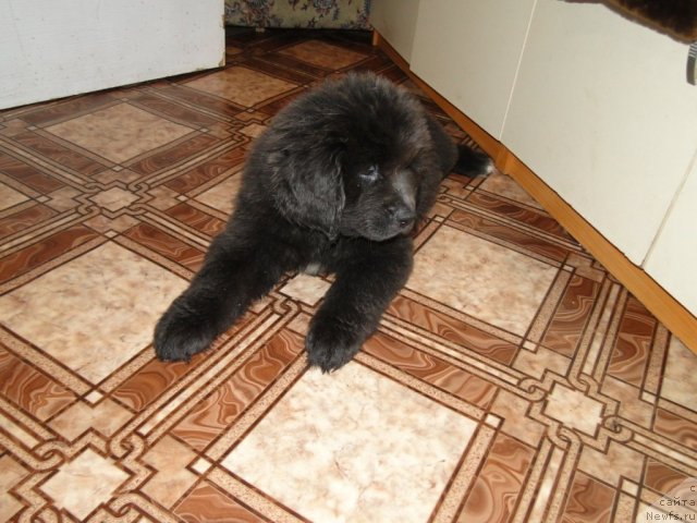 Фото: Принцесса, дочка, ньюфаундленд Gloriya Grand Blek (Глория Гранд Блек), и, ньюфаундленд Beguschaya po Volnam Zero Kool (Бегущая по Волнам Зеро Коол)