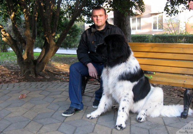 Фото: ньюфаундленд Pitern'yuf Hubba-Bubba (Питерньюф Хубба-Бубба), Vladimir Slepchenko (Владимир Слепченко)