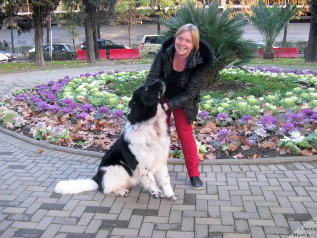 Фото: ньюфаундленд Pitern'yuf Hubba-Bubba (Питерньюф Хубба-Бубба)