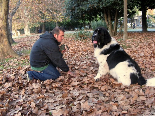 Фото: ньюфаундленд Pitern'yuf Hubba-Bubba (Питерньюф Хубба-Бубба), Vladimir Slepchenko (Владимир Слепченко)