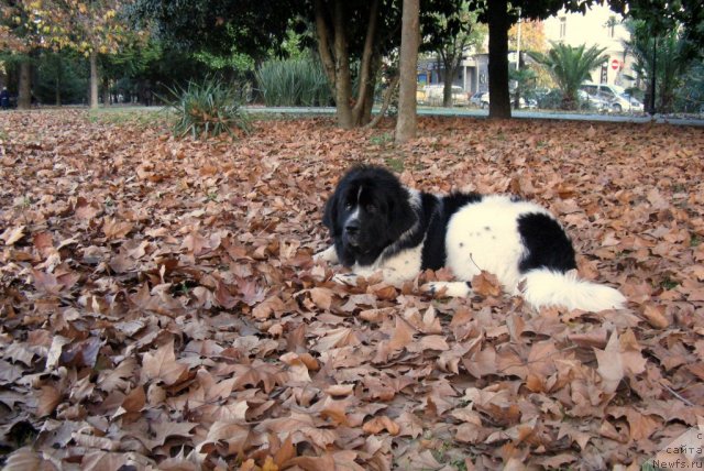 Фото: ньюфаундленд Pitern'yuf Hubba-Bubba (Питерньюф Хубба-Бубба)