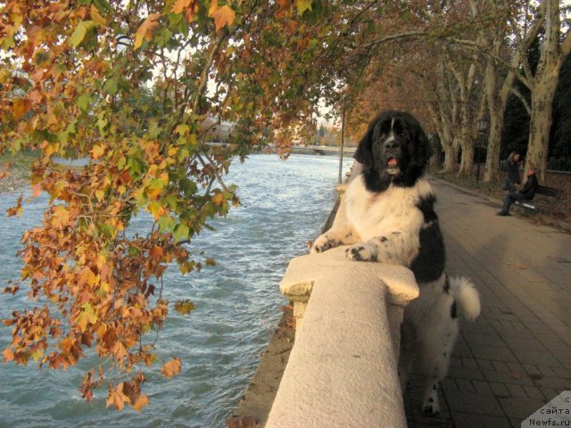 Фото: ньюфаундленд Pitern'yuf Hubba-Bubba (Питерньюф Хубба-Бубба)