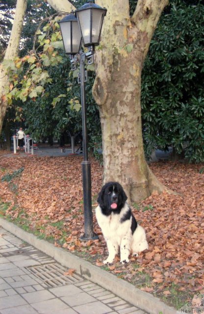 Фото: ньюфаундленд Pitern'yuf Hubba-Bubba (Питерньюф Хубба-Бубба)