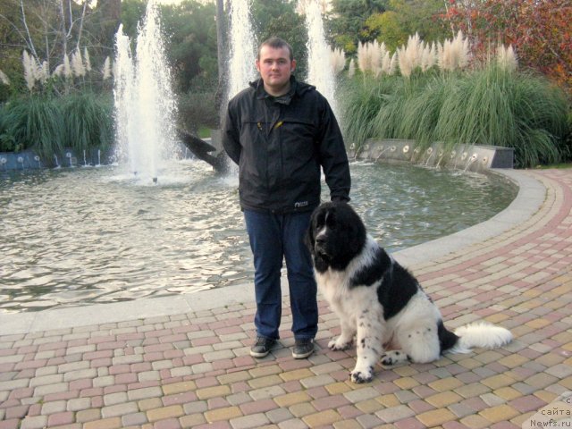 Фото: ньюфаундленд Pitern'yuf Hubba-Bubba (Питерньюф Хубба-Бубба), Vladimir Slepchenko (Владимир Слепченко)