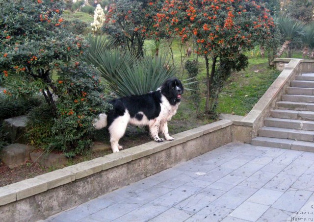 Фото: ньюфаундленд Pitern'yuf Hubba-Bubba (Питерньюф Хубба-Бубба)