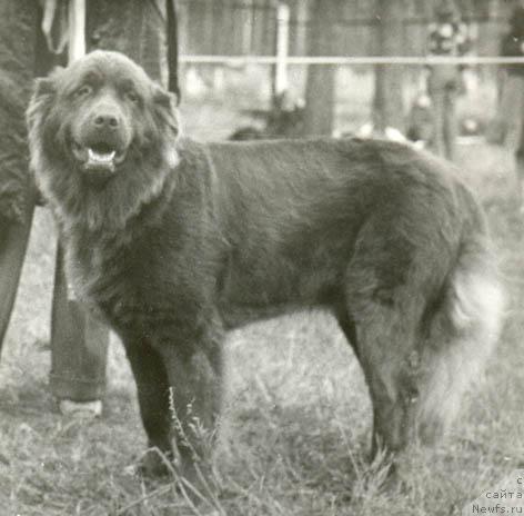 Фото: ньюфаундленд Gardiar Irda (Гардиар Ирда)