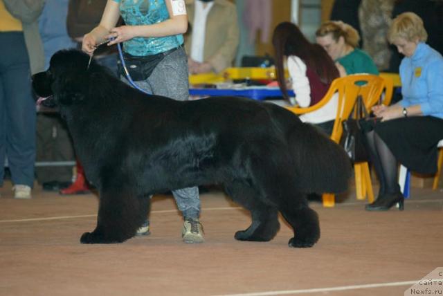 Фото: ньюфаундленд O Black Diamond Little Bear (О Блек Диамонд Литтл Беар)