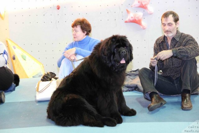 Фото: ньюфаундленд Njufort Fidel (Ньюфорт Фидель)