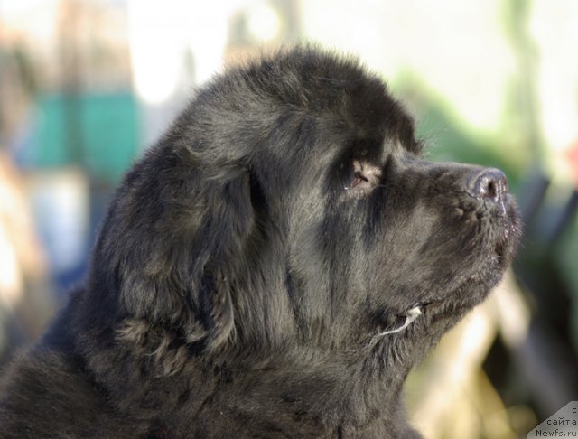 Фото: ньюфаундленд Thickish Newfoundland Monnalisadellagioconda