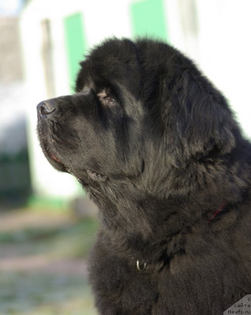 Фото: ньюфаундленд Thickish Newfoundland Monnalisadellagioconda