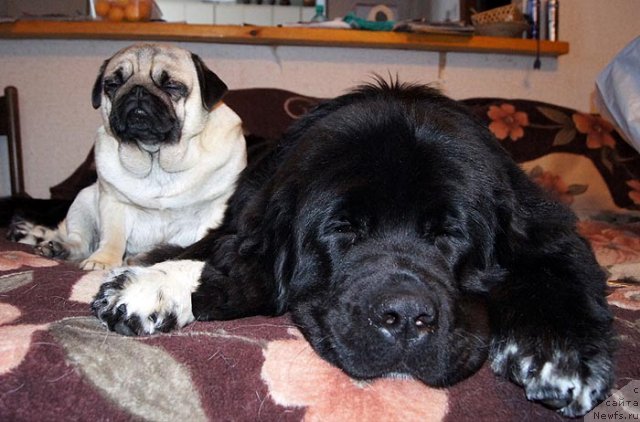 Фото: ньюфаундленд Super Bizon Indiya (Супер Бизон Индия)