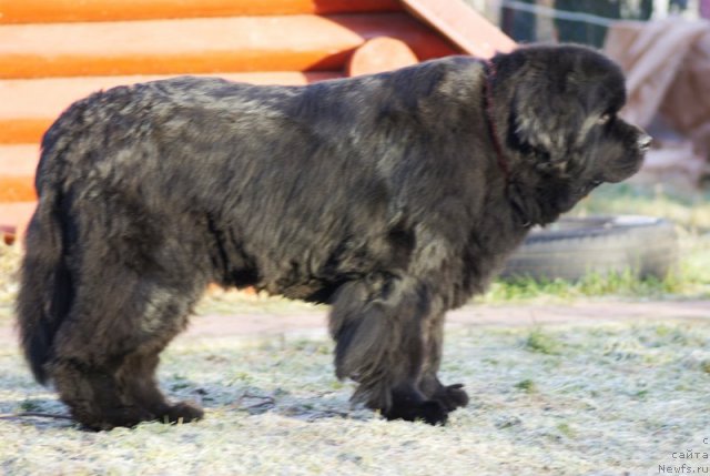 Фото: ньюфаундленд Thickish Newfoundland Monnalisadellagioconda