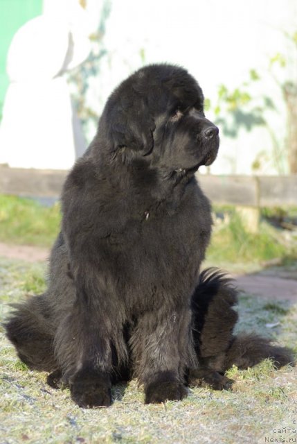 Фото: ньюфаундленд Thickish Newfoundland Monnalisadellagioconda