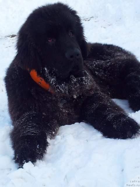 Фото: ньюфаундленд Zerro (Зерро)