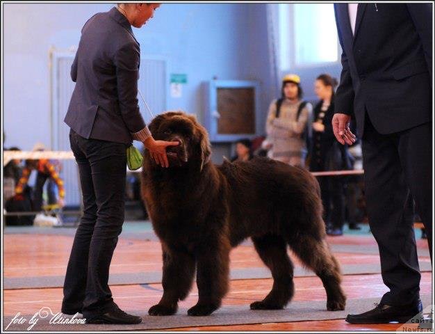 Фото: ньюфаундленд Horunzhy s Berega Dona (Хорунжий с Берега Дона)