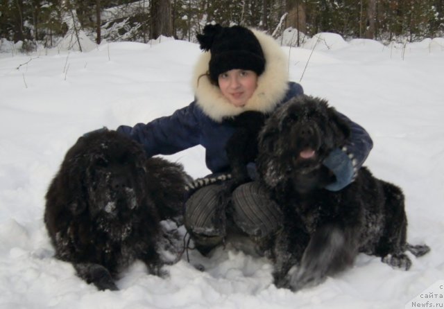 Фото: ньюфаундленд Fann'yuf Tibul Jelannyiy dlya Ih Vyisochestva (Фанньюф Тибул Желанный для Их Высочества)