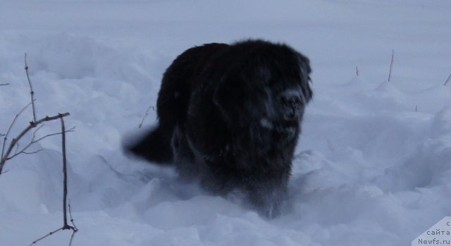 Фото: ньюфаундленд Fann'yuf Tibul Jelannyiy dlya Ih Vyisochestva (Фанньюф Тибул Желанный для Их Высочества)