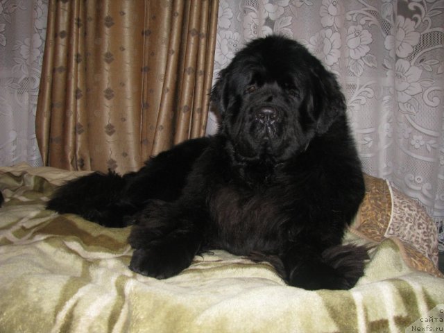 Фото: ньюфаундленд Bears Cove Lucky Break