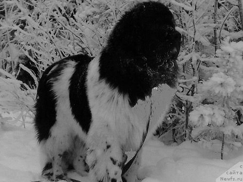 Фотография № 112576