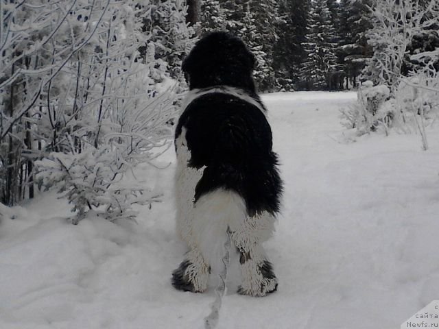 Фотография № 112578